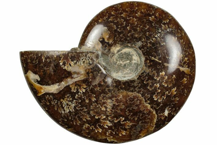 Polished Ammonite (Cleoniceras) Fossil - Madagascar #205105
